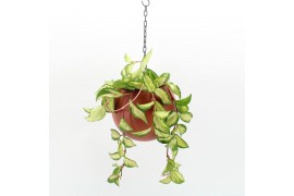 Arrangementen kamerplanten Globee Indoor Hoya carnosa Tricolor 109 1 p