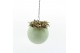 Arrangementen kamerplanten Globee Indoor Fittonia 105 1 pp 