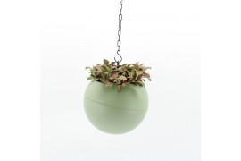 Arrangementen kamerplanten Globee Indoor Fittonia 105 1 pp