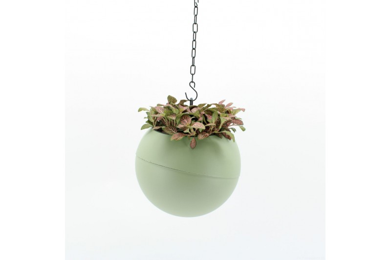 Arrangementen kamerplanten Globee Indoor Fittonia 105 1 pp Arrangementen kamerplanten Globee Indoor Fittonia 105 1 pp