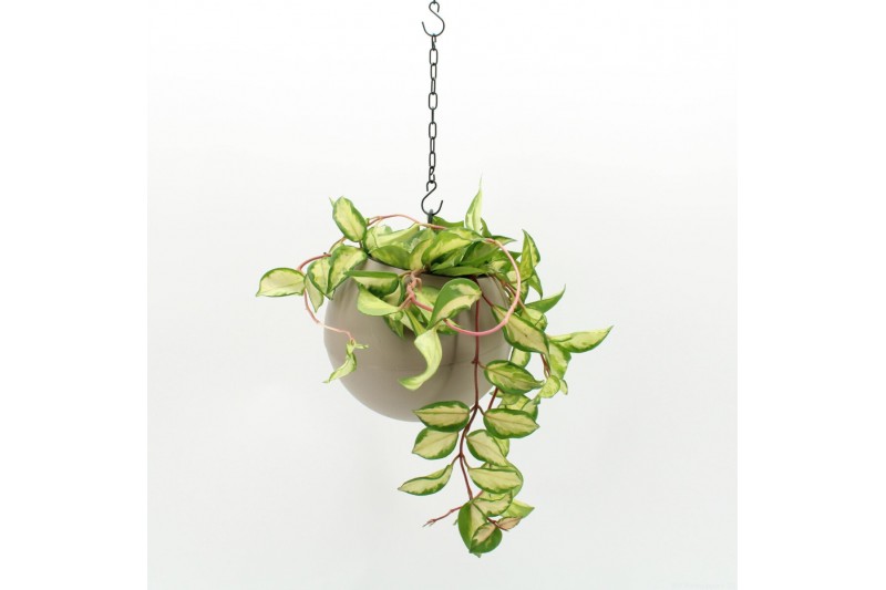 Arrangementen kamerplanten Globee Indoor Hoya 123 1 pp Arrangementen kamerplanten Globee Indoor Hoya 123 1 pp