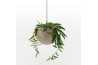Arrangementen kamerplanten Globee Indoor Hoya wayetii 121 1 pp