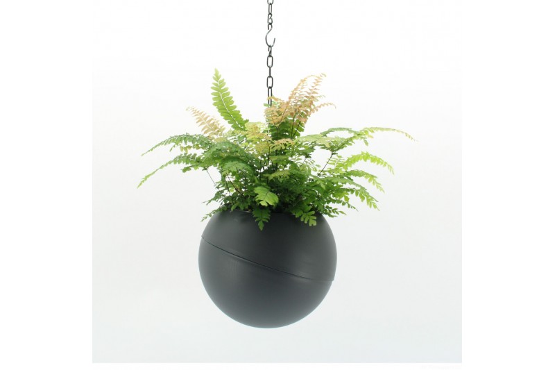 Arrangementen kamerplanten Globee Indoor Adiantum 118 1 pp 