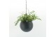 Arrangementen kamerplanten Globee Indoor Pellaea 119 1 pp 