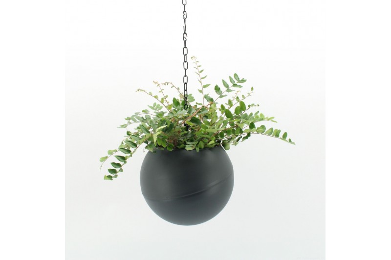 Arrangementen kamerplanten Globee Indoor Pellaea 119 1 pp 