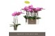 Phalaenopsis roze yoko 3 tak optistar 