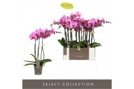 Phalaenopsis roze yoko 3 tak optistar