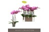 Phalaenopsis roze yoko 3 tak optistar