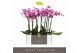Phalaenopsis roze yoko 3 tak optistar 