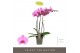 Phalaenopsis roze yoko 3 tak optistar 