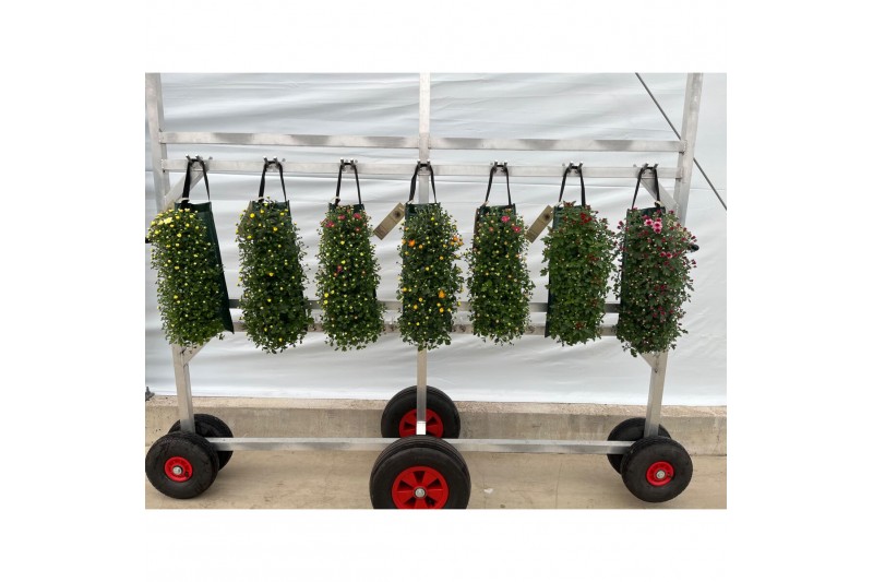 Chrysant garden mums mix Wandhanger Chrysanthemum Mixlaag 