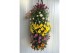 Chrysant garden mums mix Wandhanger Chrysanthemum Mixlaag 