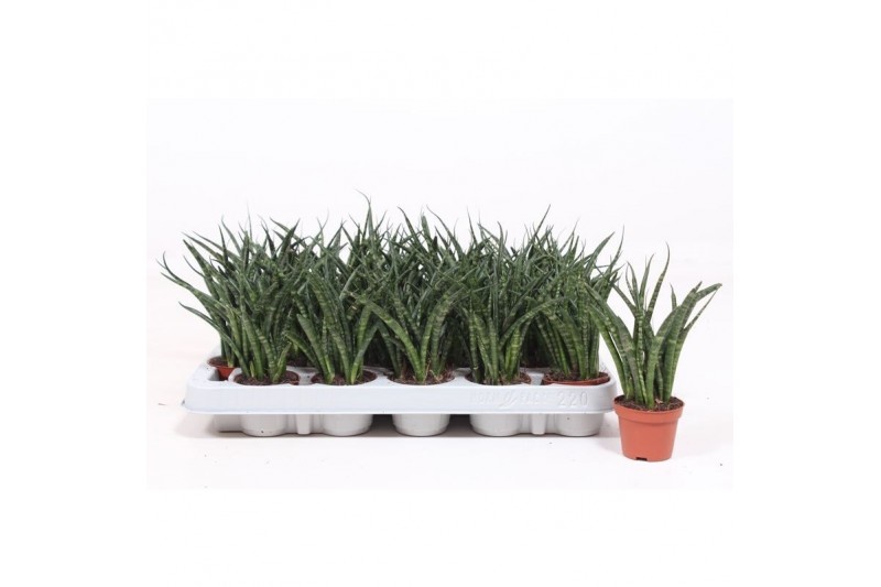 Sansevieria fernwood punk 