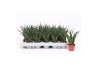 Sansevieria fernwood punk