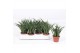 Sansevieria fernwood punk 