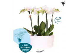 Phalaenopsis multiflora wit Kolibri Orchids Phalaenopsis Mono Bouquet 