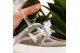 Phalaenopsis multiflora wit Kolibri Orchids Phalaenopsis Mono Bouquet  