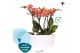 Phalaenopsis multiflora anthura bolzano Kolibri Orchids Phalaenopsis M 