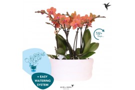 Phalaenopsis multiflora anthura bolzano Kolibri Orchids Phalaenopsis M
