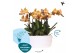 Phalaenopsis multiflora anthura las vegas Kolibri Orchids Phalaenopsis 