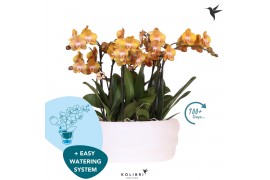Phalaenopsis multiflora anthura las vegas Kolibri Orchids Phalaenopsis