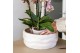 Phalaenopsis multiflora anthura las vegas Kolibri Orchids Phalaenopsis 