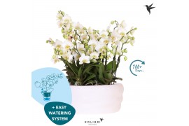 Phalaenopsis multiflora anthura lausanne Kolibri Orchids Phalaenopsis 