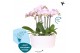 Phalaenopsis multiflora floriclone angel eyes Kolibri Orchids Phalaeno 
