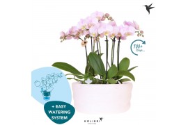 Phalaenopsis multiflora floriclone angel eyes Kolibri Orchids Phalaeno
