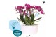Phalaenopsis multiflora anthura morelia Kolibri Orchids Phalaenopsis M 