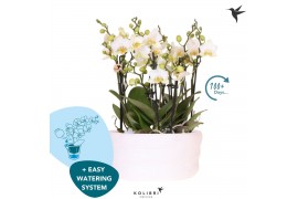 Phalaenopsis multiflora anthura lausanne Kolibri Orchids Phalaenopsis 