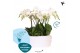 Phalaenopsis wit Kolibri Orchids Phalaenopsis Mono Bouquet Ghent 9 spi 