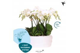 Phalaenopsis wit Kolibri Orchids Phalaenopsis Mono Bouquet Ghent 9 spi