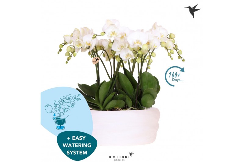 Phalaenopsis wit Kolibri Orchids Phalaenopsis Mono Bouquet Ghent 9 spi 