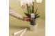 Phalaenopsis wit Kolibri Orchids Phalaenopsis Mono Bouquet Ghent 9 spi 