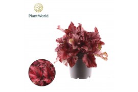 Begonia blad magic colours red bull Begonia rex Red Bull 3 pp