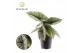 Alocasia platinum Alocasia Platinum 1 pp 