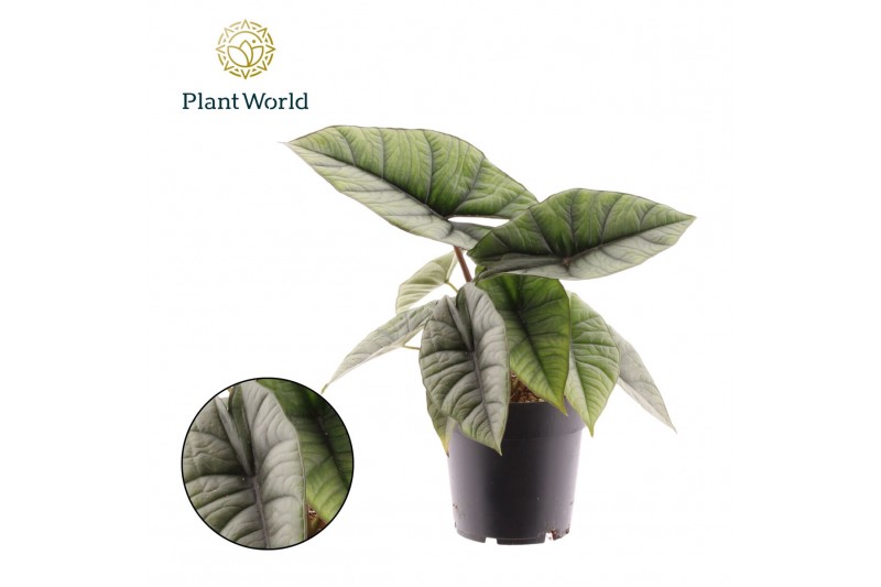 Alocasia platinum Alocasia Platinum 1 pp 