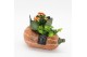 Arrangementen kamerplanten HECR-2506 Autumn Essentials2 pp 