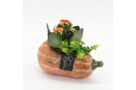 Arrangementen kamerplanten HECR-2506 Autumn Essentials2 pp