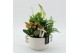 Arrangementen kamerplanten HECR-2512 Autumn Essentials3 pp 