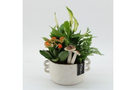 Arrangementen kamerplanten HECR-2512 Autumn Essentials3 pp