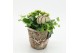 Arrangementen kamerplanten HECR-2519 Autumn Essentials2 pp 