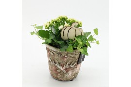 Arrangementen kamerplanten HECR-2519 Autumn Essentials2 pp