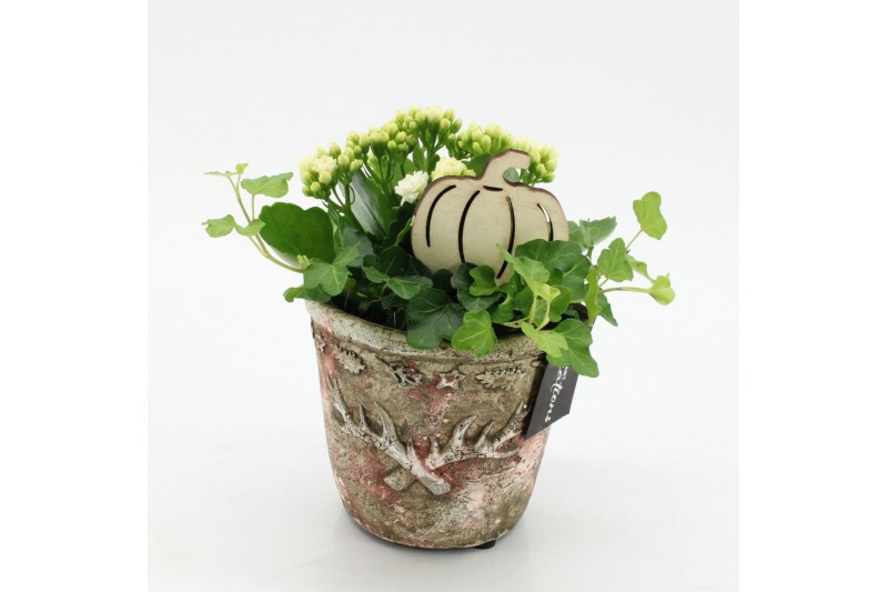 Arrangementen kamerplanten HECR-2519 Autumn Essentials2 pp 