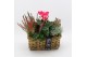 Arrangementen tuinplanten HBCR-2517 Herfst buiten creatie 3 pp 