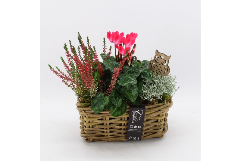 Arrangementen tuinplanten HBCR-2517 Herfst buiten creatie 3 pp 