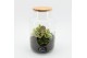 Arrangementen kamerplanten HECR-2531 Autumn Essentials terrarium2 pp 