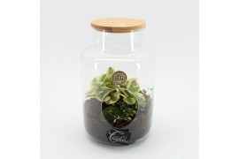 Arrangementen kamerplanten HECR-2531 Autumn Essentials terrarium2 pp