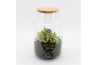 Arrangementen kamerplanten HECR-2531 Autumn Essentials terrarium2 pp